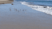 GIF by Wilco