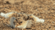 Bird Wings GIF by ABC Network