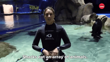 Sharks Eat An Array Of Animals