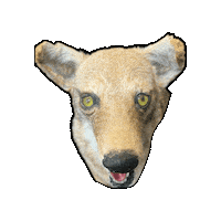 Coyote Kas Sticker