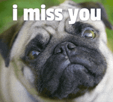 Sad Miss You GIF by Sealed With A GIF