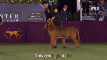 This Gentle Giant