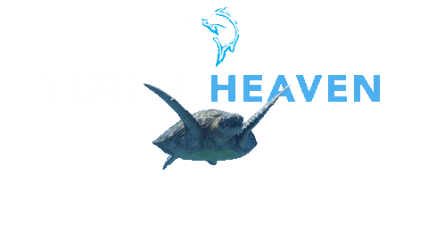 Crush Turtle Sticker by BMKL