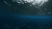 Water Ocean GIF by PBS