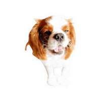 Happy Dogs Sticker