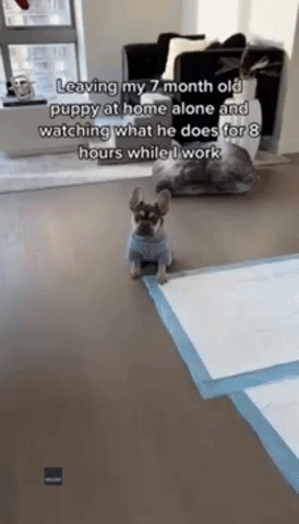 Puppy Manages to Remove Own Sweater While Home Alone