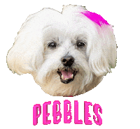 Dog Pebbles Sticker
