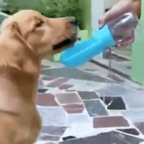 BellaToby giphyupload GIF