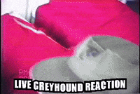 bedtimepills skinny puppy nivek ogre live greyhound reaction GIF