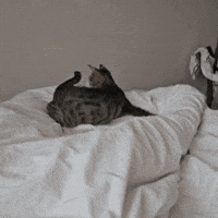 Cat Tail GIF by Studio Voisier