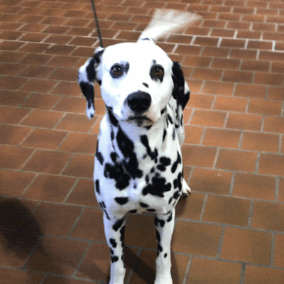 dog show dogs GIF by Westminster Kennel Club