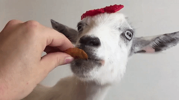Goats Eating Chips in Slow Motion!