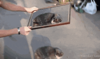 Cat GIF