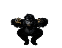 ylegalaxi gorilla yle glx yleisradio Sticker