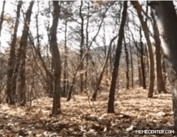 forest ghosts GIF