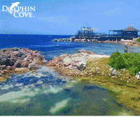 dolphindiscoveryofficial jamaica dolphins vacations cayman GIF