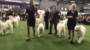 dog show dogs GIF by Westminster Kennel Club