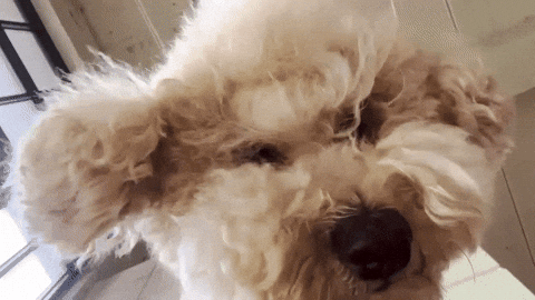 나무 GIF