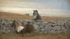 united states submission GIF by The Savannah .GIF Festival