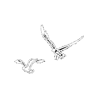 hotel_trzywyspy birds morze ptaki mewy Sticker