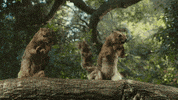 KeepAmericaBeautiful  GIF