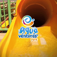 dolphindiscoveryofficial  GIF