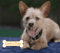 Dogs Love GIF by cbsluckydog