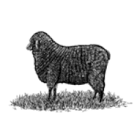 black sheep GIF