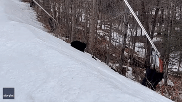 'This Is So Cool': Bear Family Strolls Across Maine Ski Trail