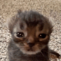 Sad Cat GIF