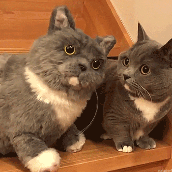 Cat Twins GIF