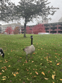 Canadian Portland GIF by EDGARDUDE