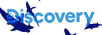 Discovery Swimming Sticker by Shark Week
