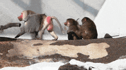 Baboon GIF by Viral Gifs