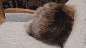 cat chat cute kitty furball fur boulette mouche love winter GIF by Parazitte