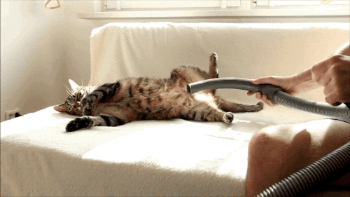 cat vacuum GIF