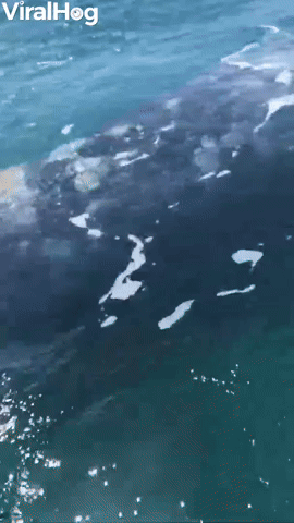 Gray Whale Surprise