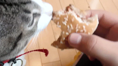 Cat Burgers GIF