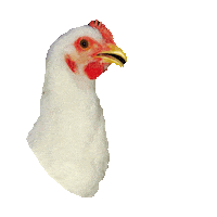 chicken STICKER by imoji