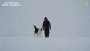 Dog Snow GIF by National Geographic Channel