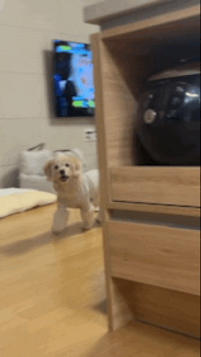lulu__mix giphyupload cute dog 강아지 GIF