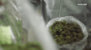 viceland GIF by WEEDIQUETTE