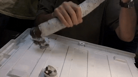 giant clam shipworm GIF by Mashable
