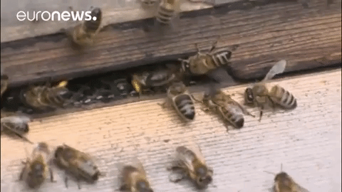 bees GIF by euronews