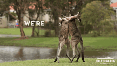 punch kangaroo GIF by Outback Steakhouse