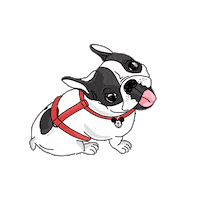 happy dog Sticker by Ivo Adventures