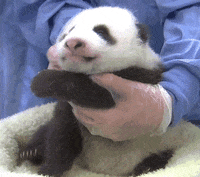 San Diego Zoo Baby GIF by San Diego Zoo Wildlife Alliance