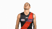 essendonfc dons bombers essendon essendon fc GIF