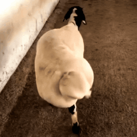 Big Booty GIF
