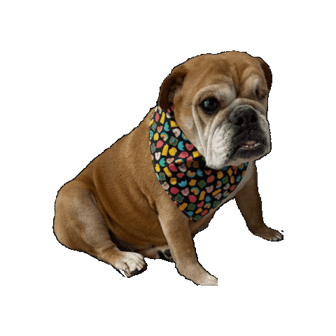 St Patricks Day Phoenix Sticker by Geekster Pets